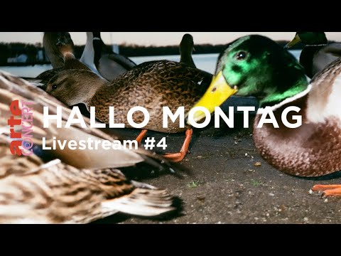 Hallo Montag #4 - ARTE Concert